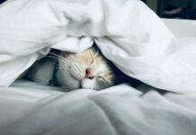 수면 부족이 건강에 미치는 영향: 깊은 잠의 중요성 white cat sleeps under white comforter
