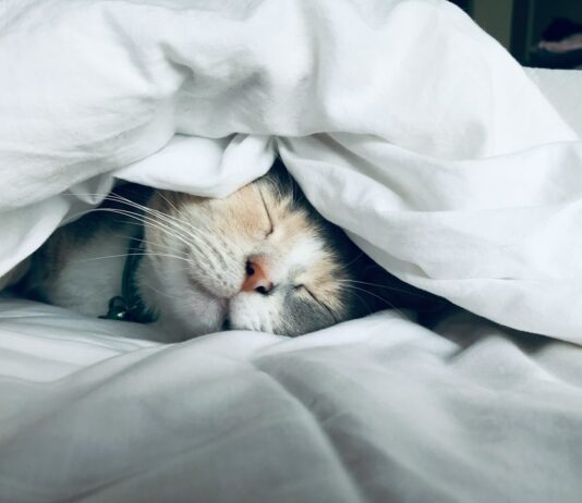 수면 부족이 건강에 미치는 영향: 깊은 잠의 중요성 white cat sleeps under white comforter