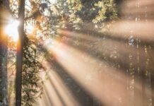 자연요법으로 우울증 극복하기 woman walking in forest with child