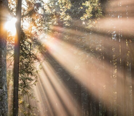 자연요법으로 우울증 극복하기 woman walking in forest with child