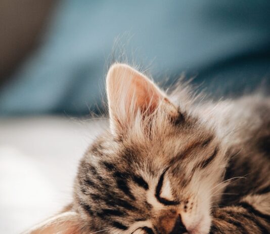“낮잠은 게으른 사람의 습관?”… 뇌과학이 말하는 낮잠의 놀라운 효과 brown tabby kitten lying on white textile