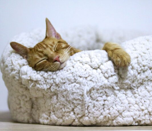 만성피로, 일상 속 작은 변화를 통한 해소법 주목받아 orange tabby cat sleeping on white pet bed