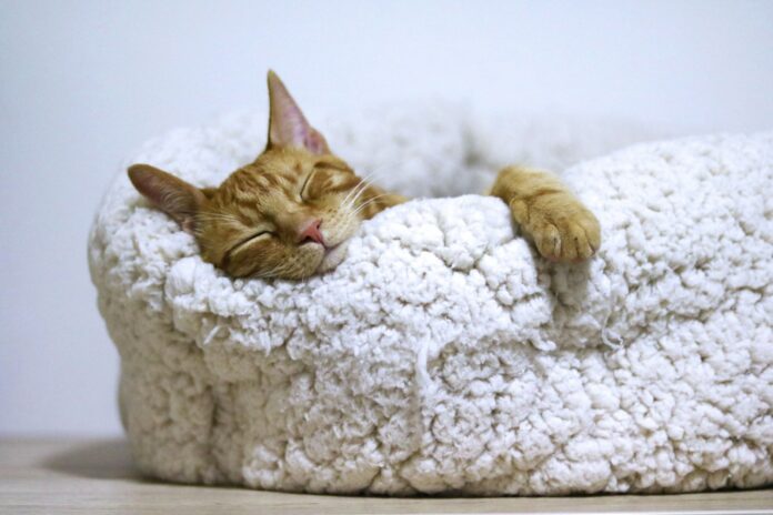 Photo by Aleksandar Cvetanovic orange tabby cat sleeping on white pet bed