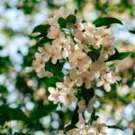 뇌 건강, 일상 속 작은 변화로 지키자…한국인 맞춤 실천법 주목 Sunlit white apple blossoms against a blurred green background.