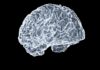 “작은 습관이 뇌건강 지킨다”… 일상 속 두뇌 활력 키우기 a close up of a human brain on a black background